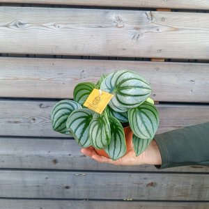 Peperomia argyreia (Peperómia) ´WATERMELON´ - kont. C1L, výška Ø 20-25 cm